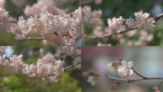 春天盛开樱花早樱高清在线视频素材下载