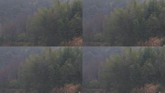 云雾中的山上竹林高清在线视频素材下载