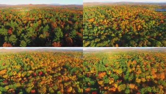4k航拍国内秋天的彩林高清在线视频素材下载