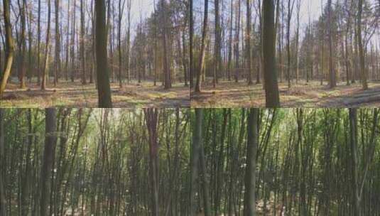 树林稀疏到茂盛的变化高清在线视频素材下载