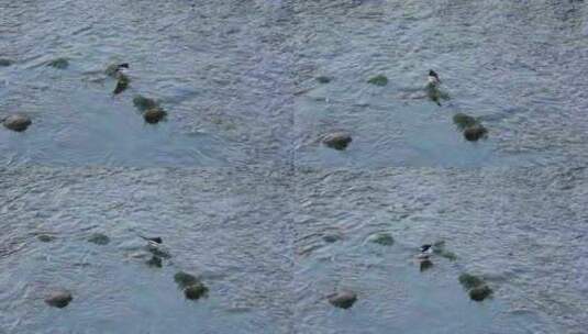 白鹡鸰水鸟在水中觅食的场景高清在线视频素材下载