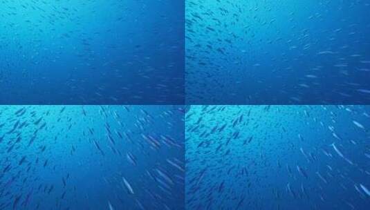 游动的沙丁鱼群【4K】高清在线视频素材下载