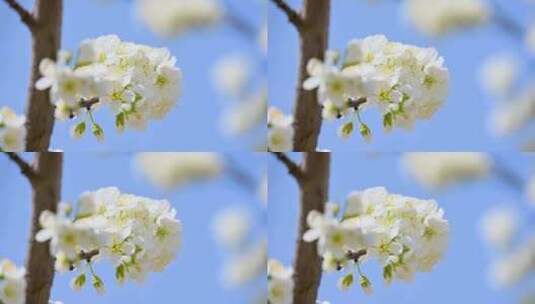 春天阳光下盛开的白色梨花蜜蜂采蜜高清在线视频素材下载