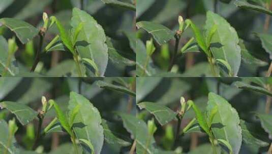 西湖龙井茶树上的茶叶嫩芽特写高清在线视频素材下载