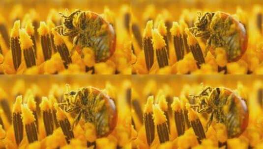 蜜蜂沾满花粉高清在线视频素材下载