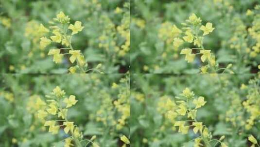 春天的油菜花特写高清在线视频素材下载