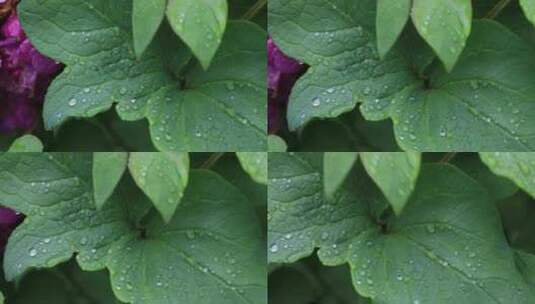 雨中带雨珠的牡丹花叶片高清在线视频素材下载