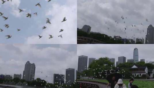 实拍城市中鸽子飞翔3高清在线视频素材下载