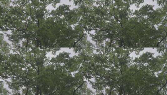 梵净山仰拍绿树高清在线视频素材下载