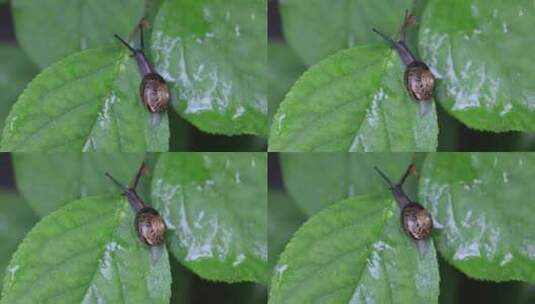 悠闲 蜗牛 缓慢爬行树叶雨水清新微距特写高清在线视频素材下载