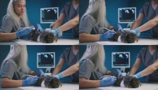 兔子护理健康动物概念两个女兽医检查兔子高清在线视频素材下载