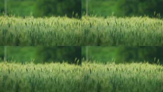 【电影感】小麦麦田风吹麦浪小满芒种节气高清在线视频素材下载