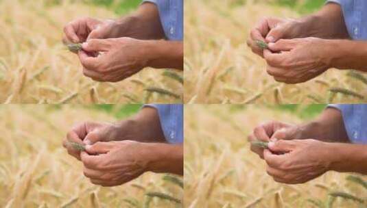 农民检查小麦高清在线视频素材下载