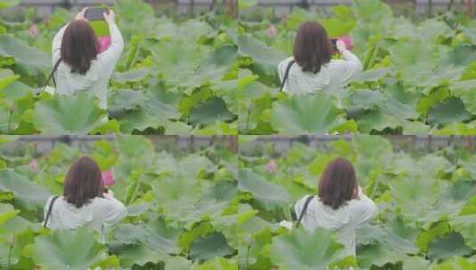 女孩游莲花园的手机拍摄高清在线视频素材下载