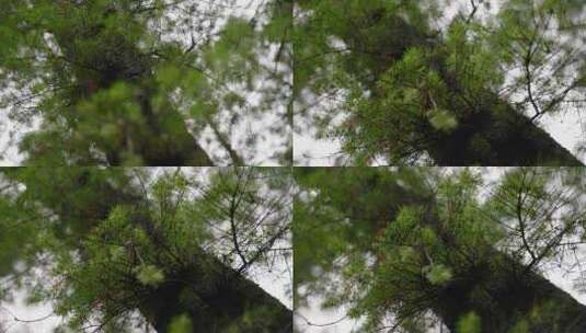 树，树枝，树干，树叶高清在线视频素材下载