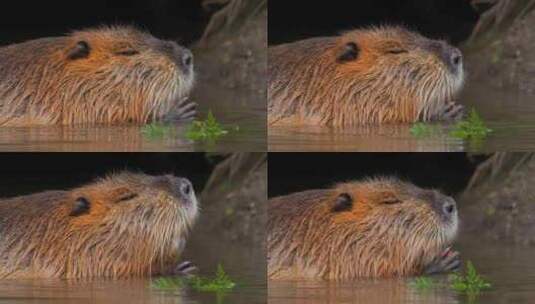 海狸鼠、食草动物、Coypu、啮齿动物高清在线视频素材下载