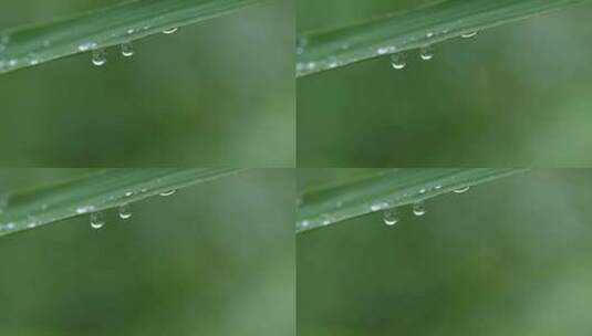 下雨天植物叶子撒行的水珠高清在线视频素材下载