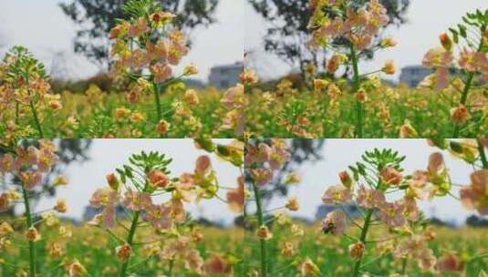 油菜花春天油菜花海油菜花田菜花花海高清在线视频素材下载