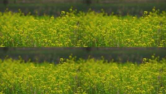 田野花草植物高清在线视频素材下载