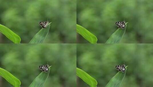 花蝴蝶实拍高清在线视频素材下载