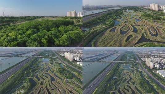 临港湿地公园高清在线视频素材下载