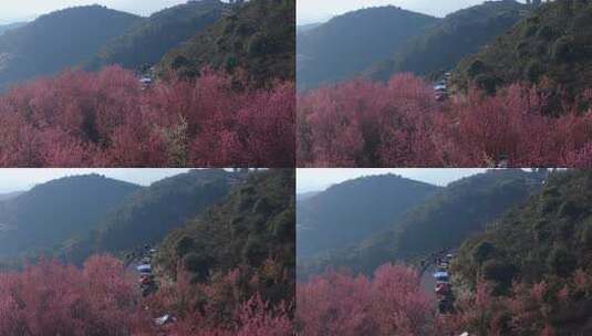 漫山遍野盛开的紫红色花树风景高清在线视频素材下载