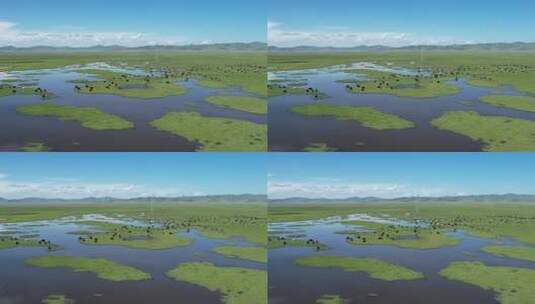 四川阿坝州若尔盖大草原湿地航拍自然风光高清在线视频素材下载