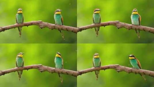 两只在树上的小鸟高清在线视频素材下载