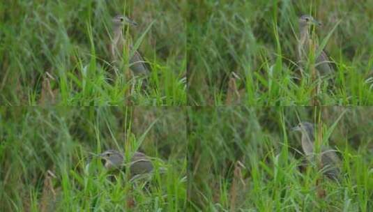池鹭 夜鹭 鹭鸟 水鸟 湿地 栖息地高清在线视频素材下载