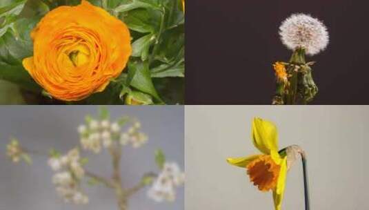 4K春暖花开季节花卉植物生长延时拍摄高清在线视频素材下载
