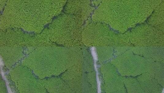 泉州海湾红树林高清在线视频素材下载