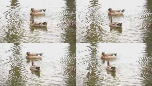 鸭子 农村鸭子 河边鸭子 鸭子在玩水高清在线视频素材下载
