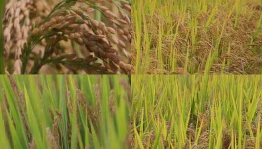 秋天稻田稻子水稻稻穗特写合集高清在线视频素材下载