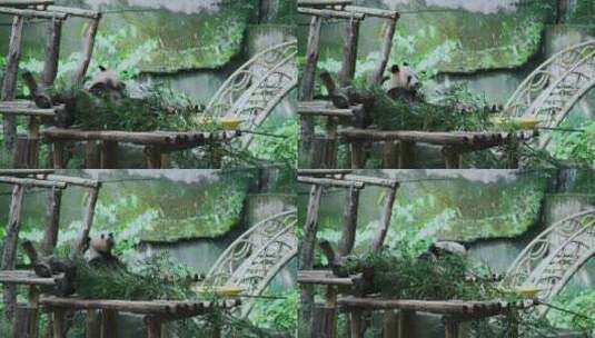 熊猫吃竹叶高清在线视频素材下载