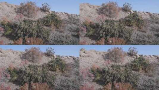 新疆秋天沙漠植被4K素材高清在线视频素材下载