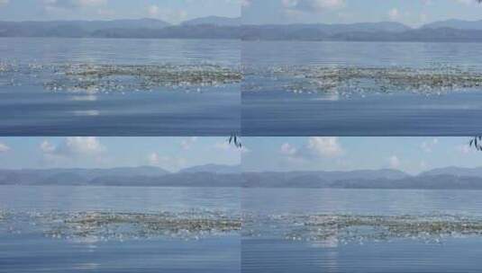 大理洱海丽江海菜花昆明滇池抚仙湖美景高清在线视频素材下载