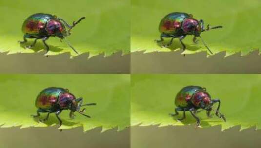 春天植物昆虫绿缘扁角甲虫高清在线视频素材下载