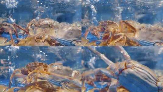 超市海鲜区海蟹螃蟹高清在线视频素材下载