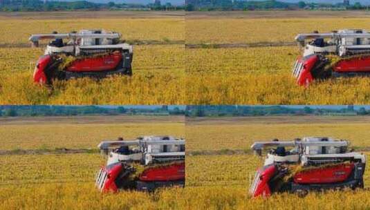 江南稻子丰收稻田收割机工作高清在线视频素材下载
