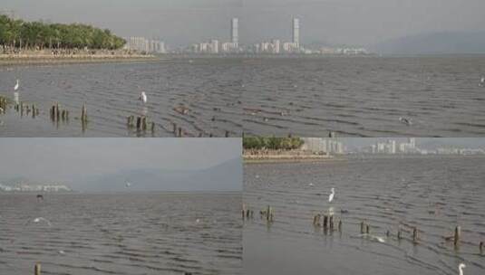 4K实拍深圳湾湿地公园海鸥候鸟栖息高清在线视频素材下载