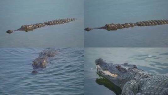鳄鱼养殖鳄鱼池高清在线视频素材下载