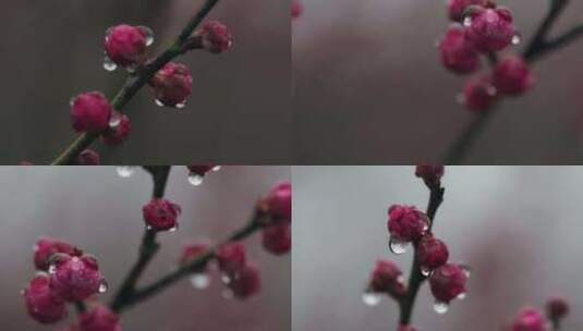 雨中盛开的梅花微距镜头特写高清在线视频素材下载