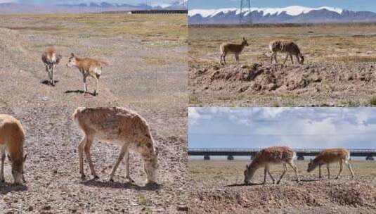 青海高原上觅食的藏羚羊高清在线视频素材下载