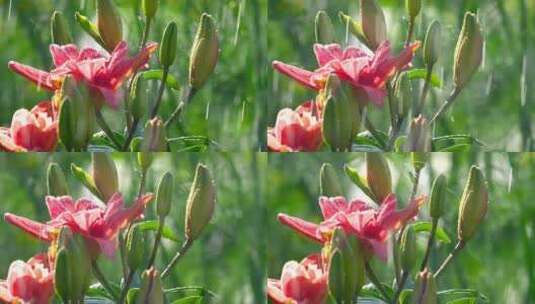美丽的粉色花朵高清在线视频素材下载