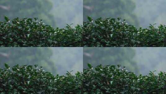 杭州春天雨季西湖龙井茶园升格空镜高清在线视频素材下载