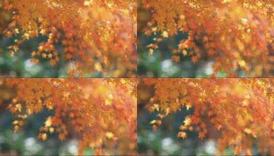 金色唯美秋天红色枫叶唯美红叶高清在线视频素材下载