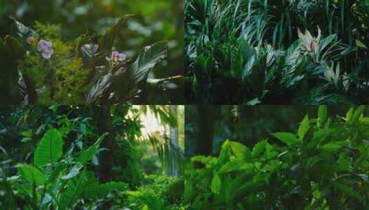 逆光 丛林 森林 树林 热带雨林高清在线视频素材下载