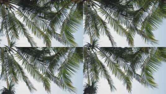 晴天随风飘荡的椰子树高清在线视频素材下载