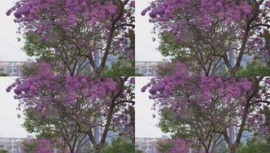 紫花风铃木高清在线视频素材下载