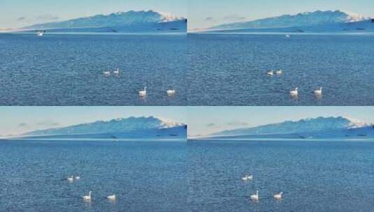 新疆博州赛里木湖冬季天鹅雪山航拍风景高清在线视频素材下载